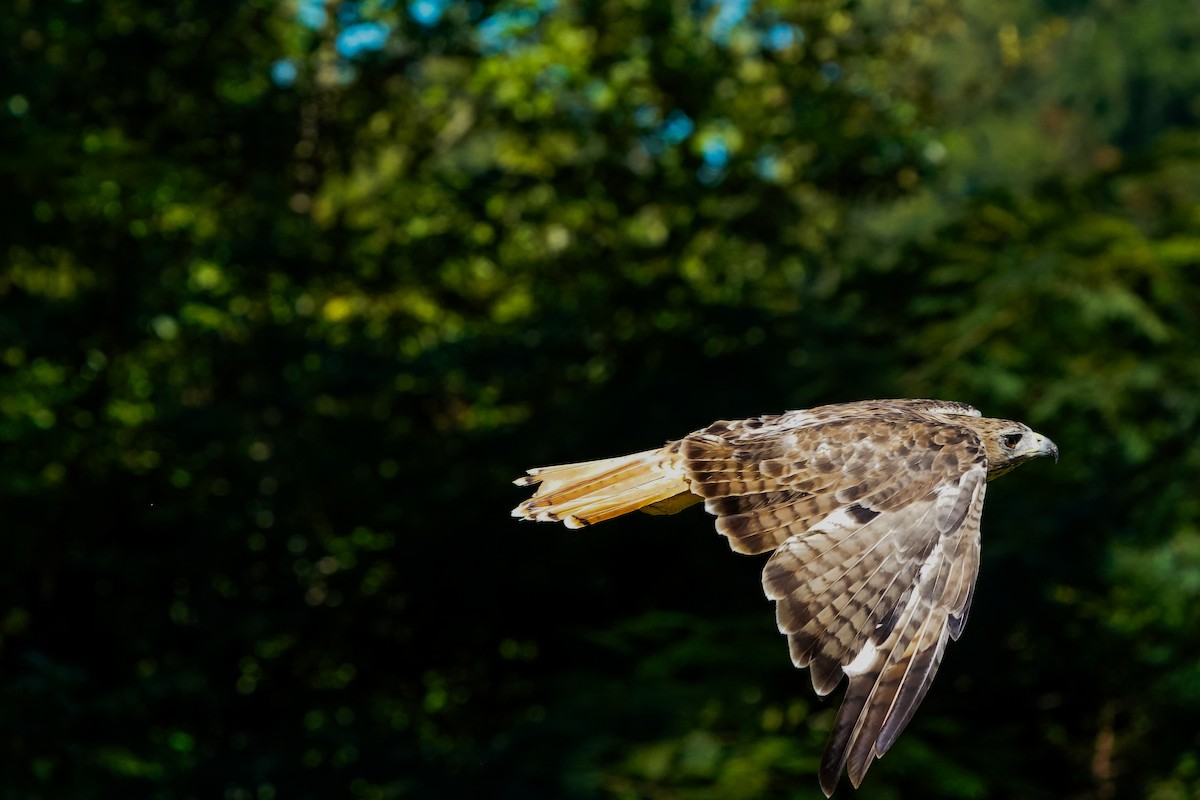 Red-tailed Hawk - ML642061037