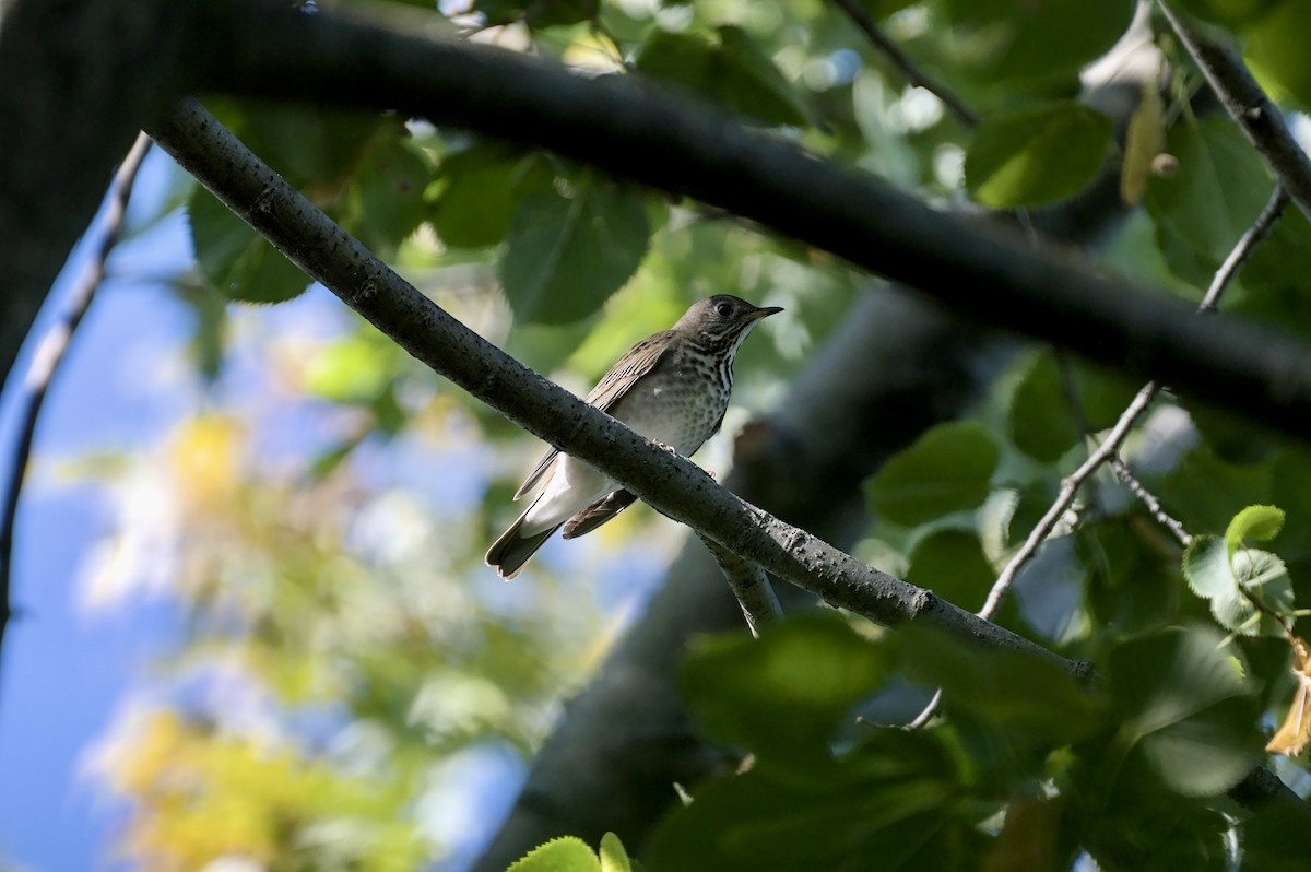 Gray-cheeked Thrush - ML642061040