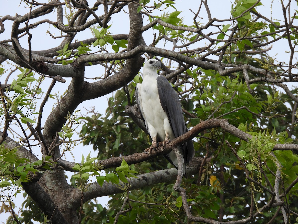 White-bellied Sea-Eagle - ML642061051