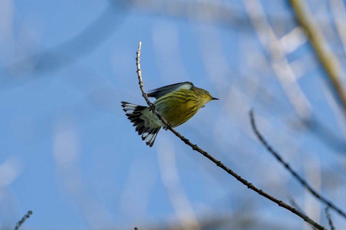 Cape May Warbler - ML642061052