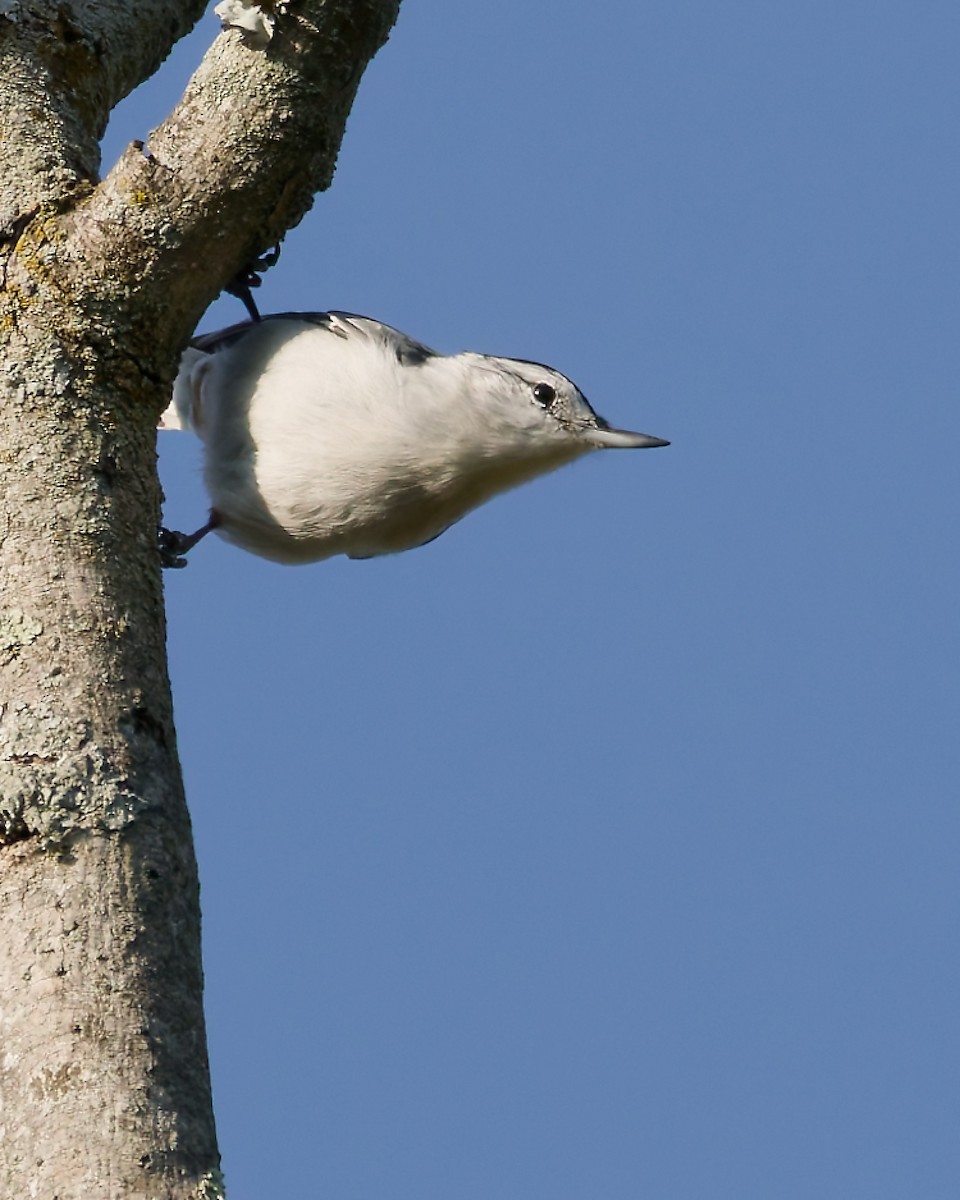 White-breasted Nuthatch - ML642061053
