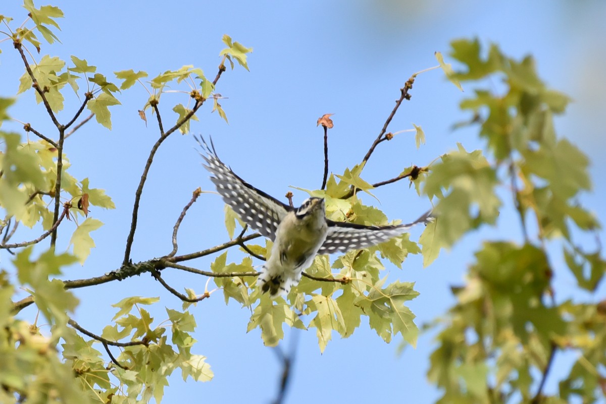 Downy Woodpecker - ML642061063