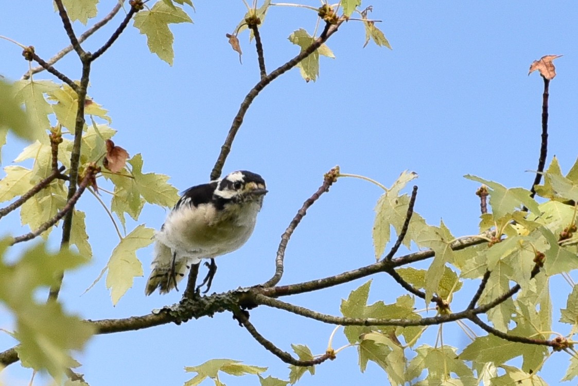 Downy Woodpecker - ML642061065