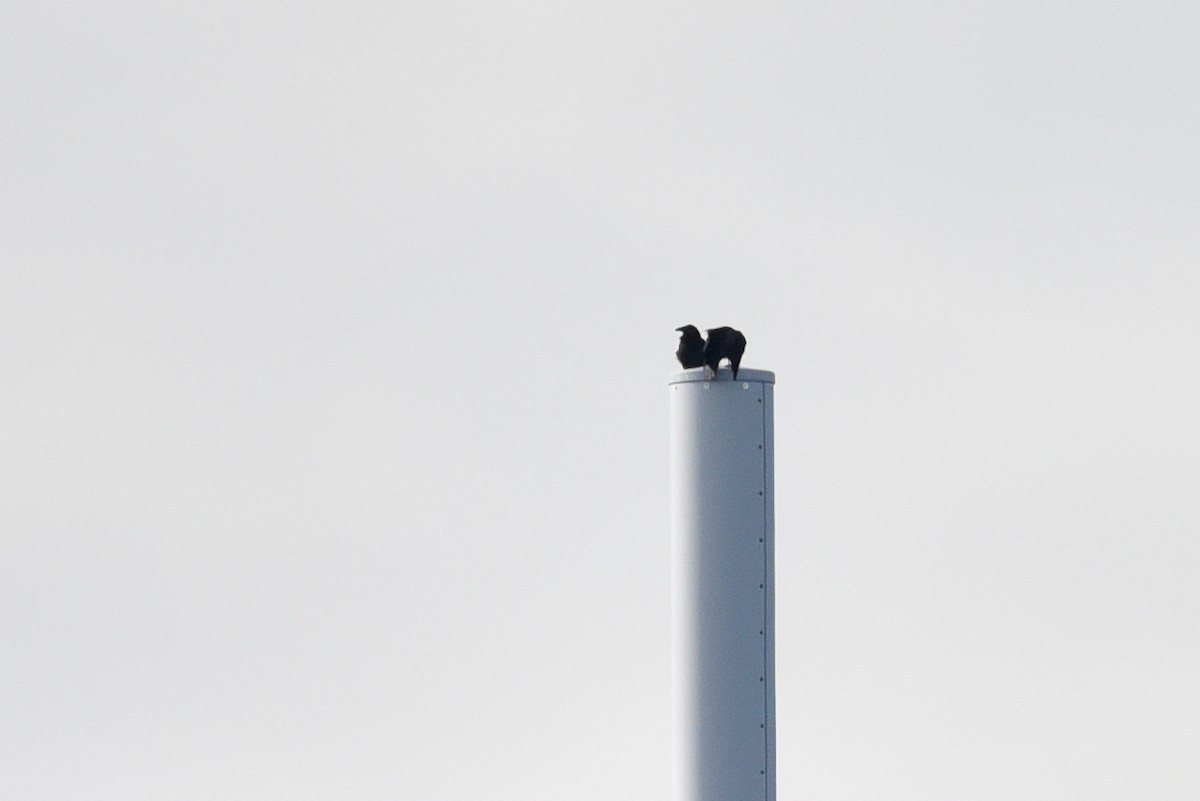 Common Raven - ML642061068