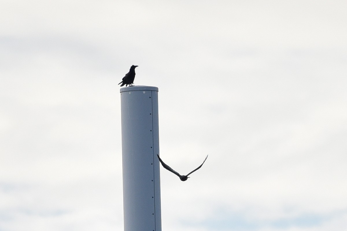 Common Raven - ML642061070
