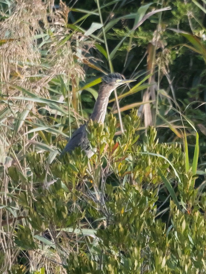 Green Heron - Roger Horn