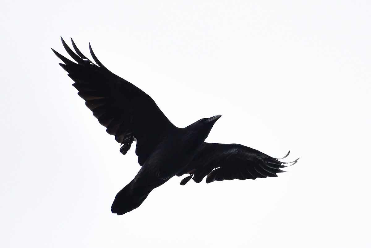Common Raven - ML642061076