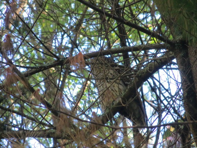 Barred Owl - ML642061095
