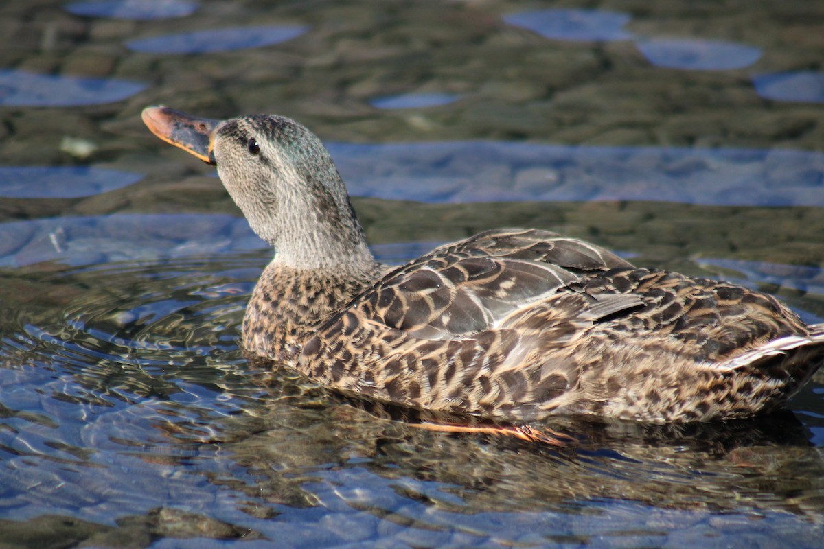 Anatra germanata - ML642061112