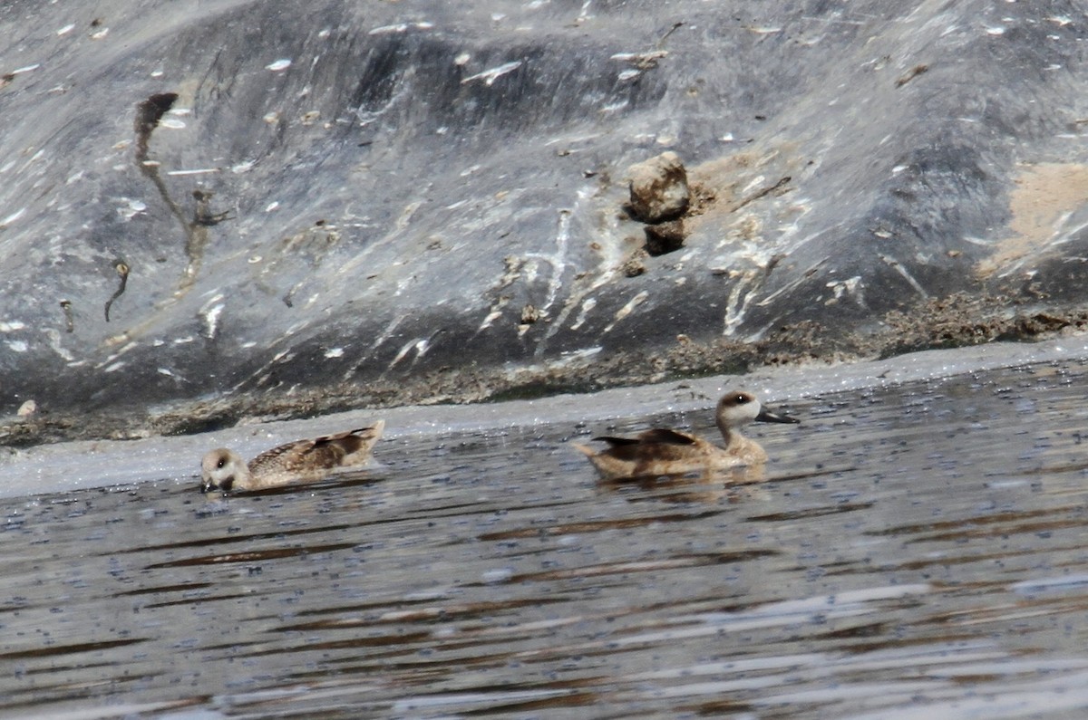 Marbled Duck - ML642061114