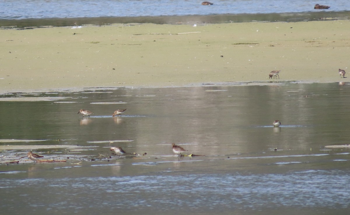 Dunlin - ML642061118