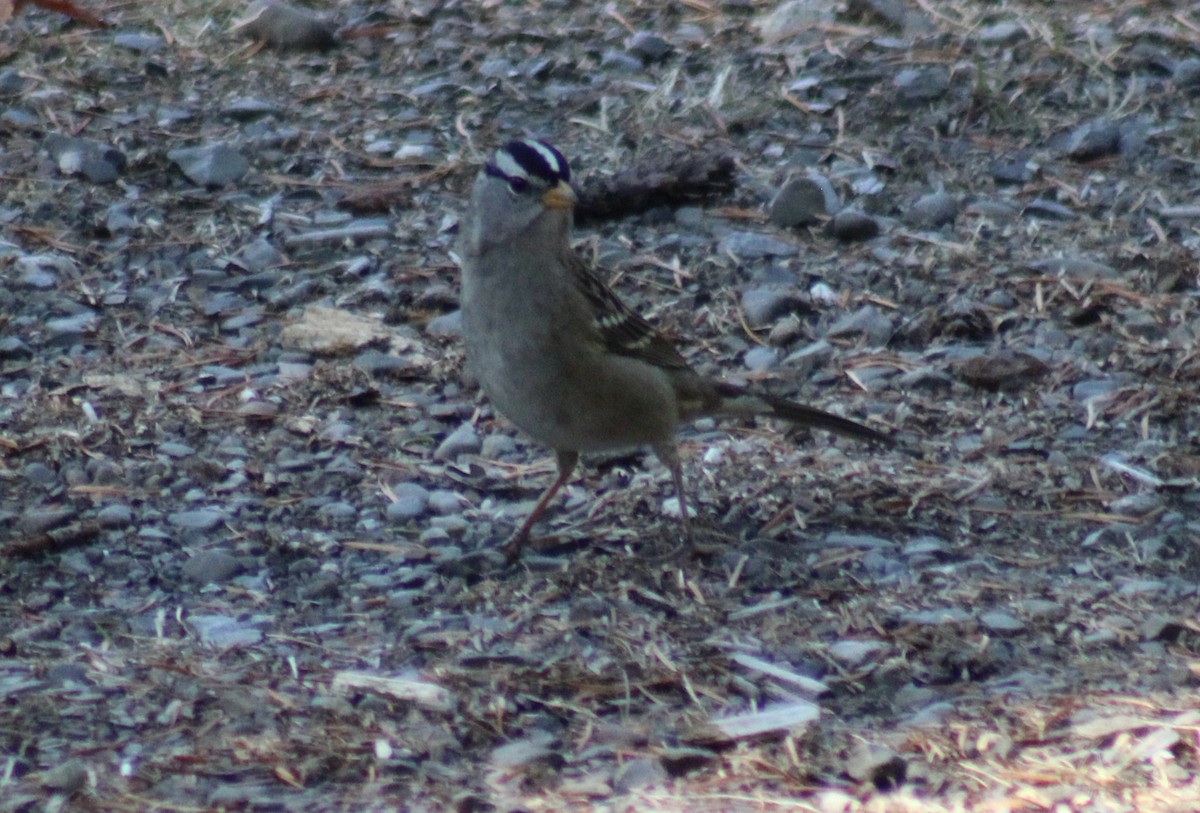 White-crowned Sparrow - ML642061135