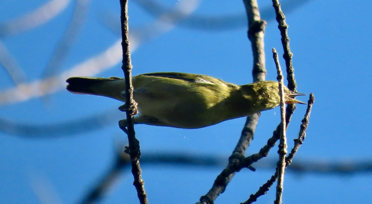 Tennessee Warbler - ML642061138