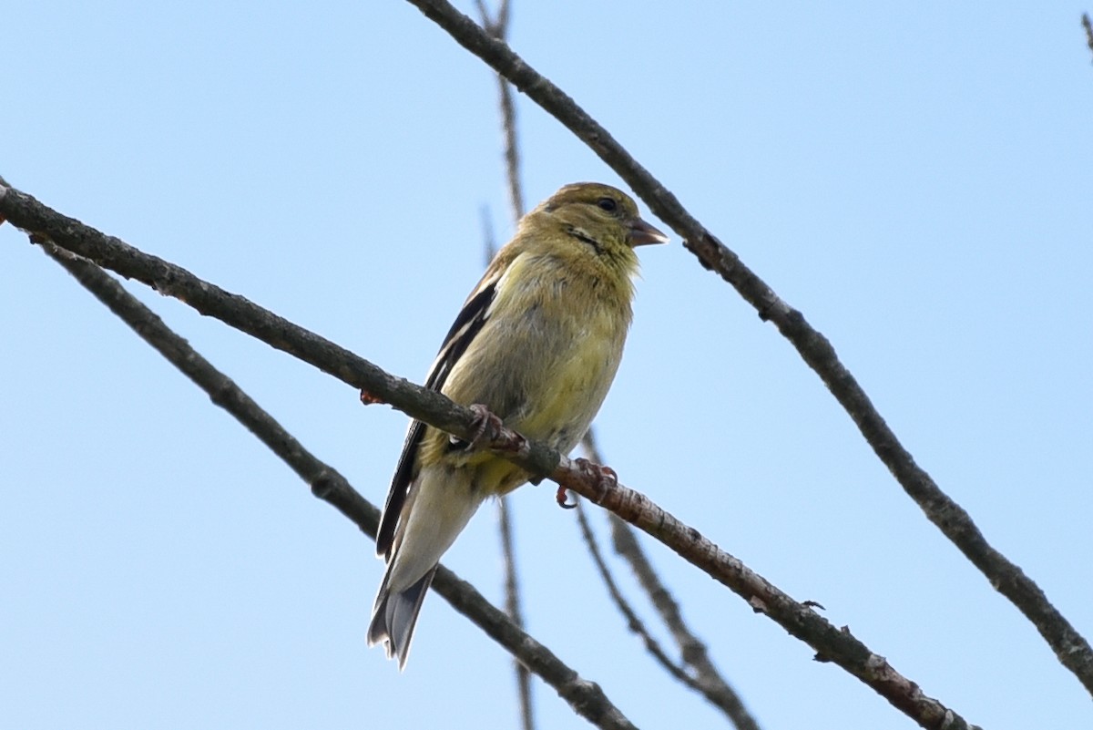 American Goldfinch - ML642061163