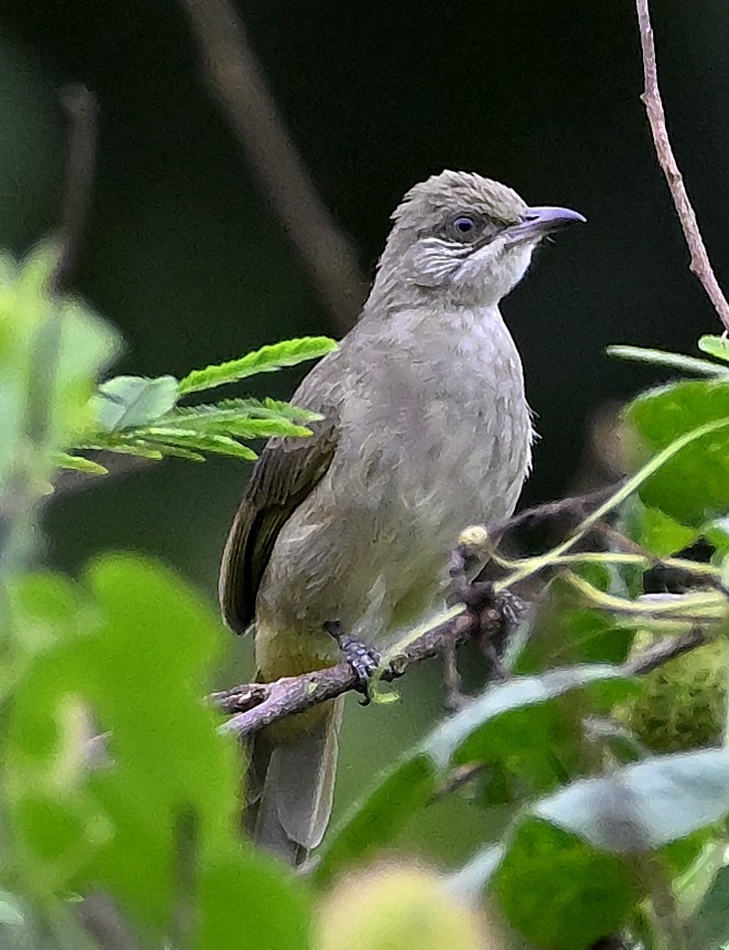 Bulbul de Conrad - ML642061164