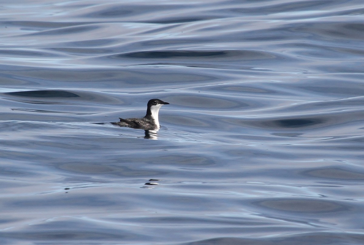 Scripps's Murrelet - ML642061167