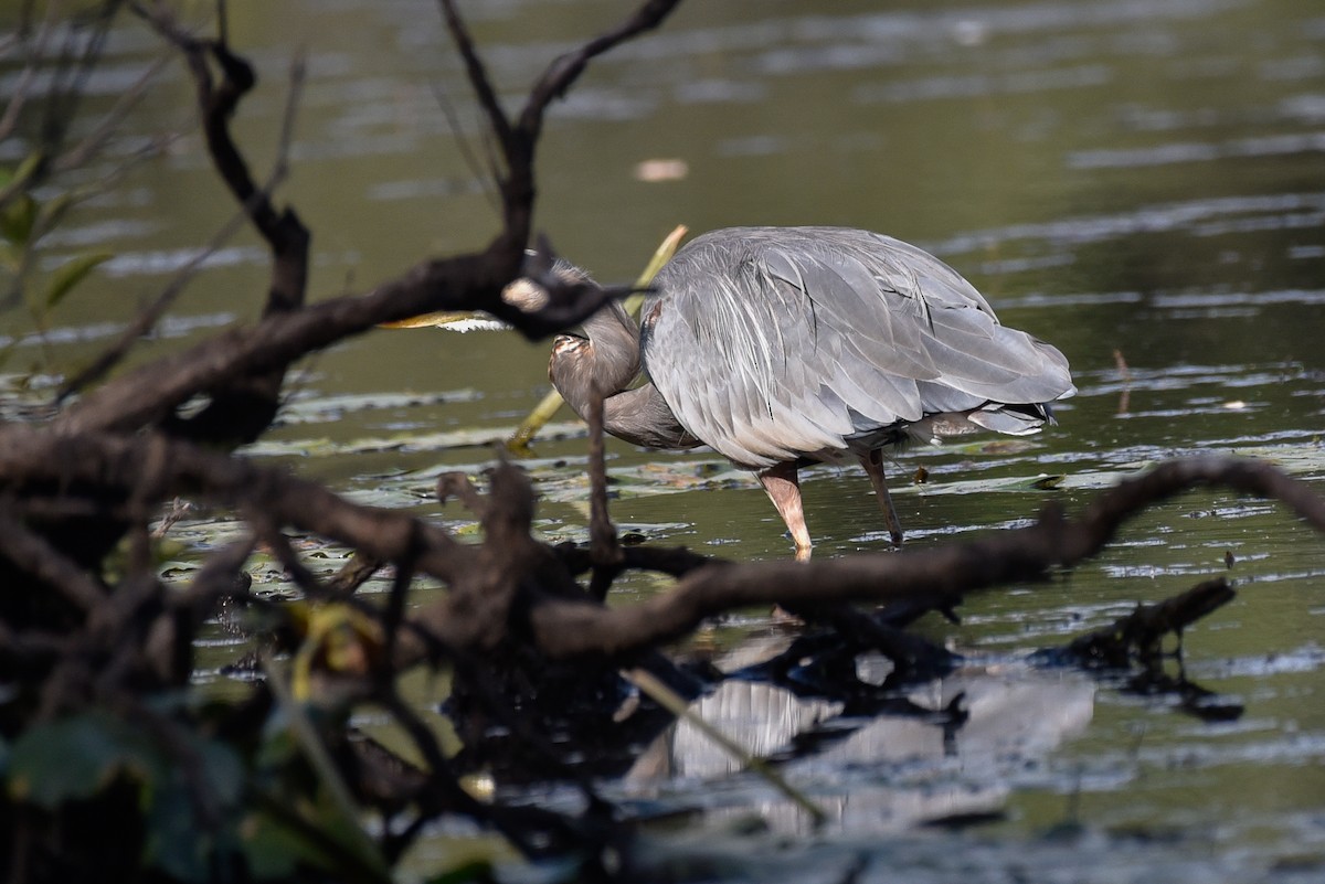 Great Blue Heron - ML642061168