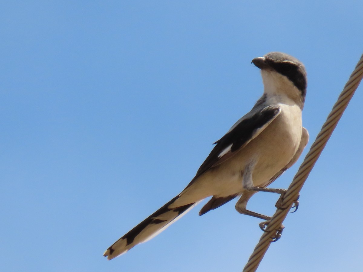 Loggerhead Shrike - ML642061170