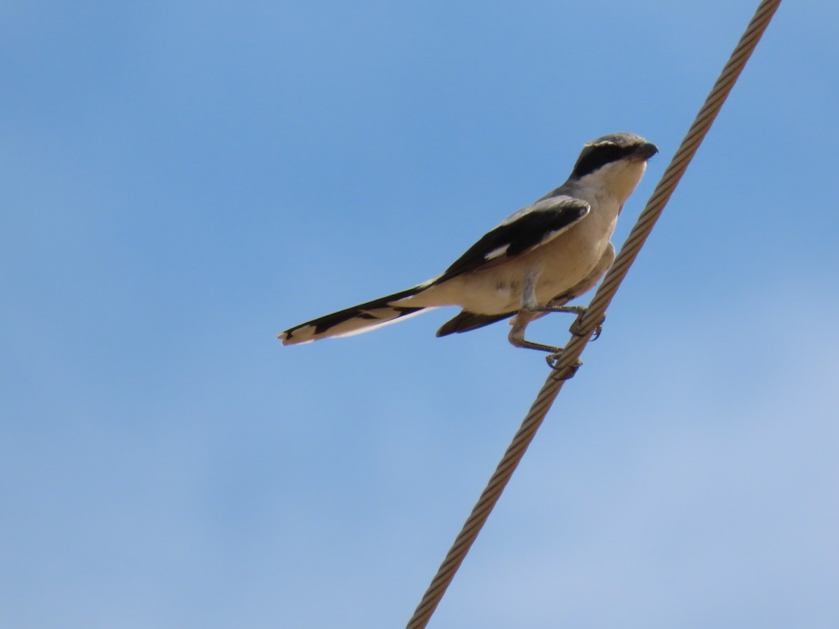 Loggerhead Shrike - ML642061171