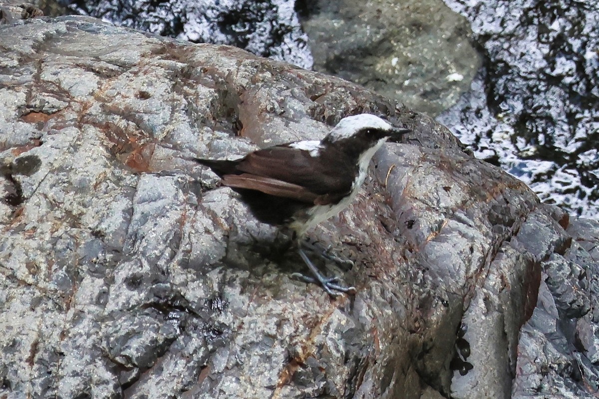 White-capped Dipper (White-bellied) - ML642061174