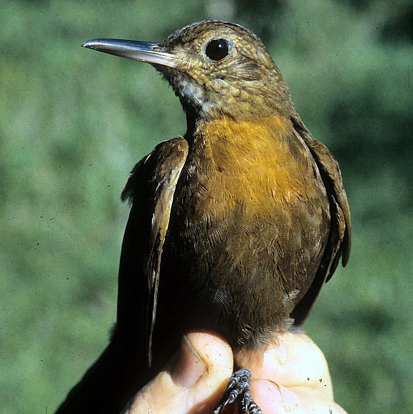 Rufous-breasted Leaftosser - ML642061179