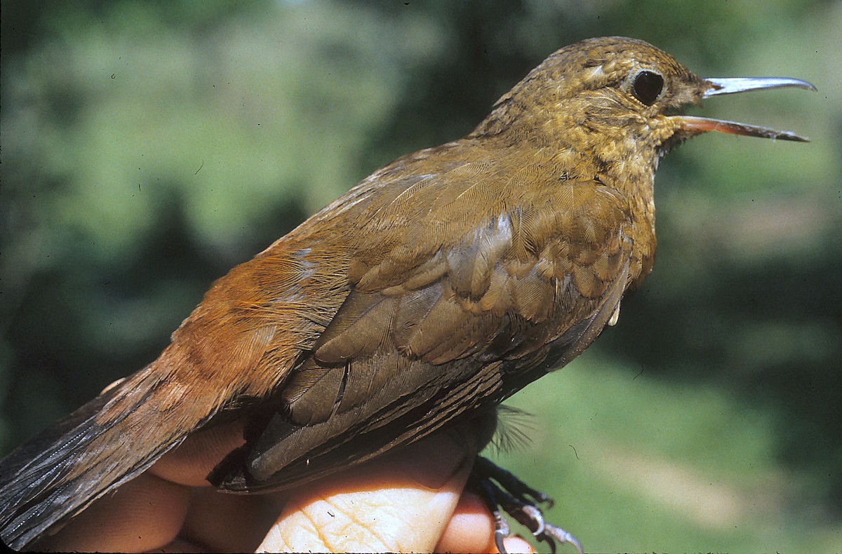 Rufous-breasted Leaftosser - ML642061180