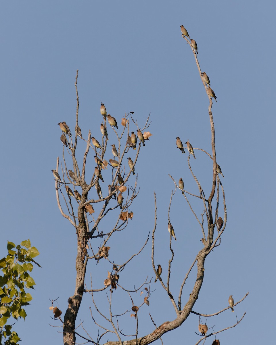 Cedar Waxwing - ML642061185