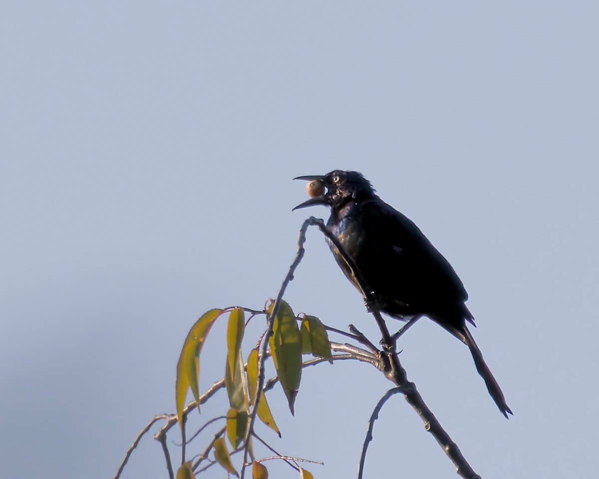 Common Grackle - ML642061192