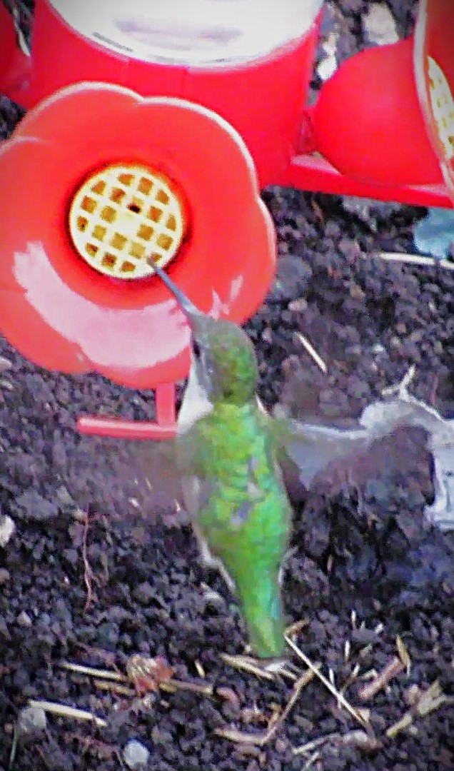 Ruby-throated Hummingbird - ML642061193