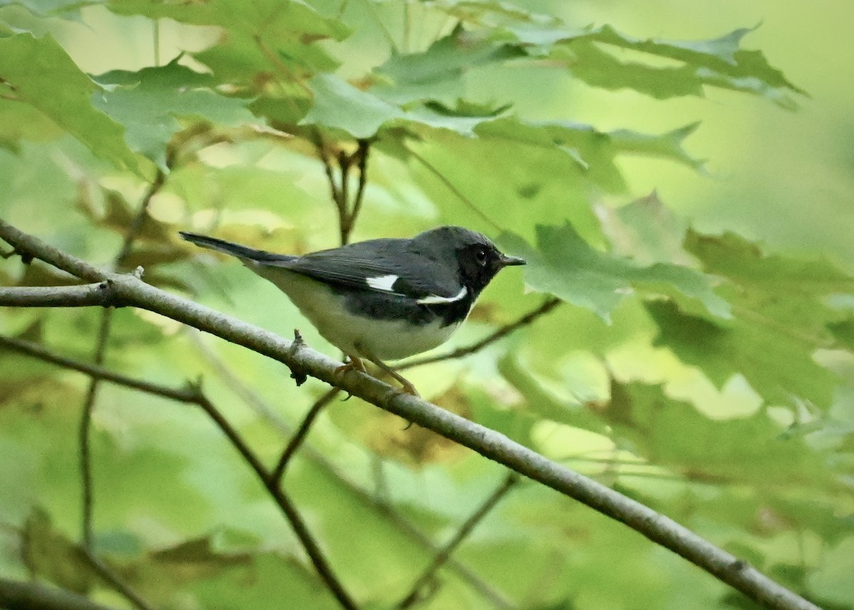 Black-throated Blue Warbler - ML642061196