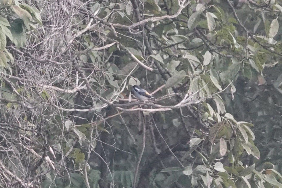 White-browed Shrike-Babbler - ML642061197
