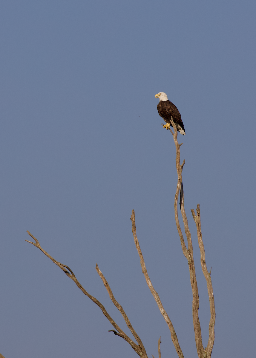 Bald Eagle - ML642061202
