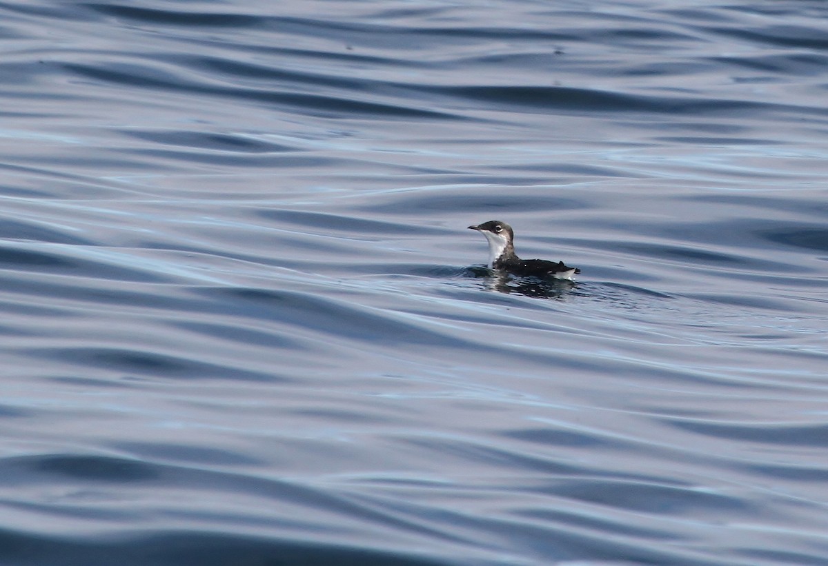 Scripps's Murrelet - ML642061203
