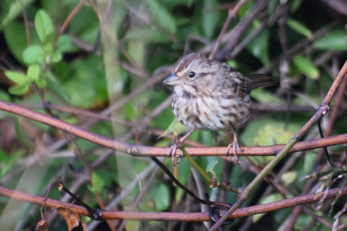 Song Sparrow - ML642061209
