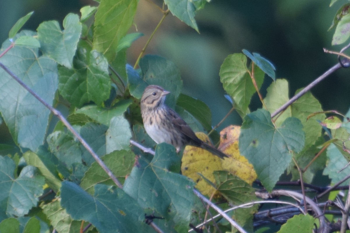 Lincoln's Sparrow - ML642061227
