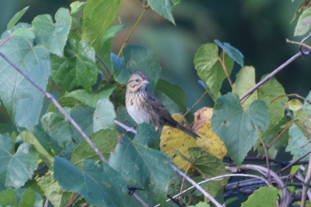 Lincoln's Sparrow - ML642061228