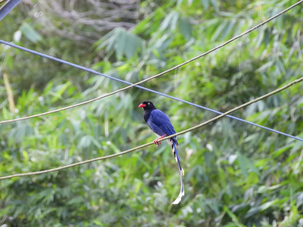 Taiwan Blue-Magpie - ML642061229