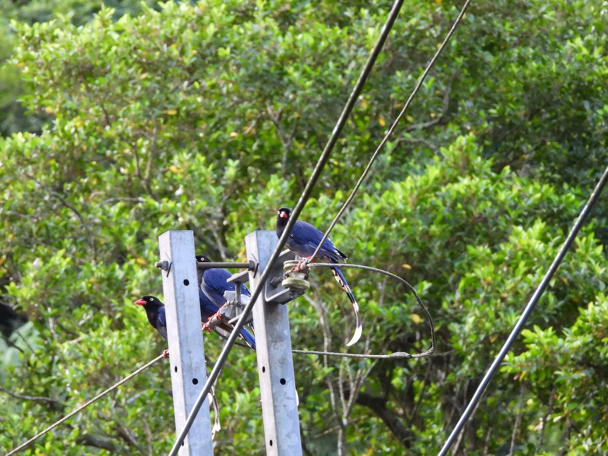 Taiwan Blue-Magpie - ML642061231