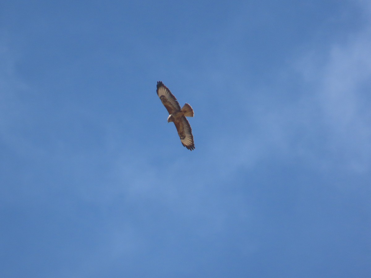Long-legged Buzzard - ML642061239
