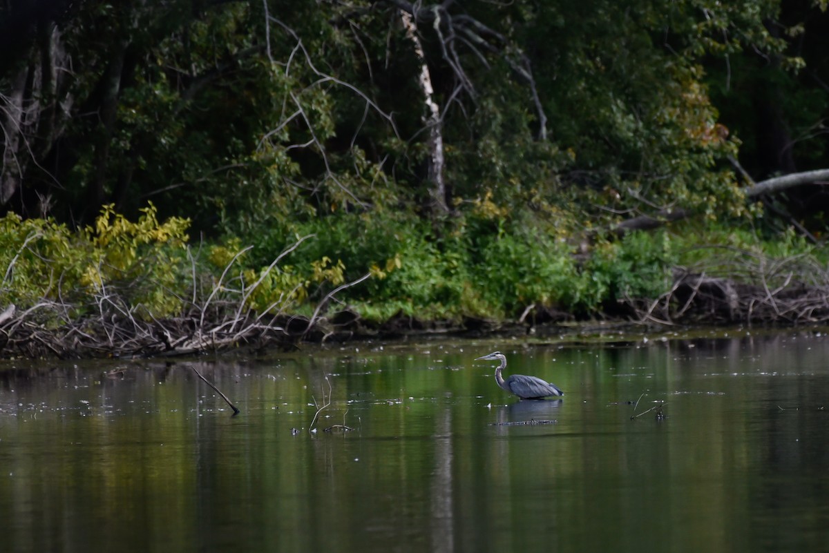 Great Blue Heron - ML642061240