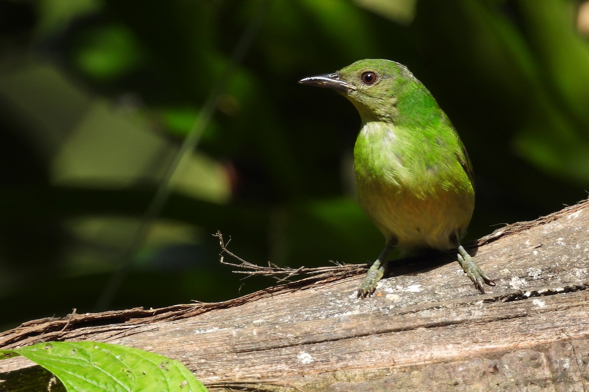 Green Honeycreeper - ML642061256