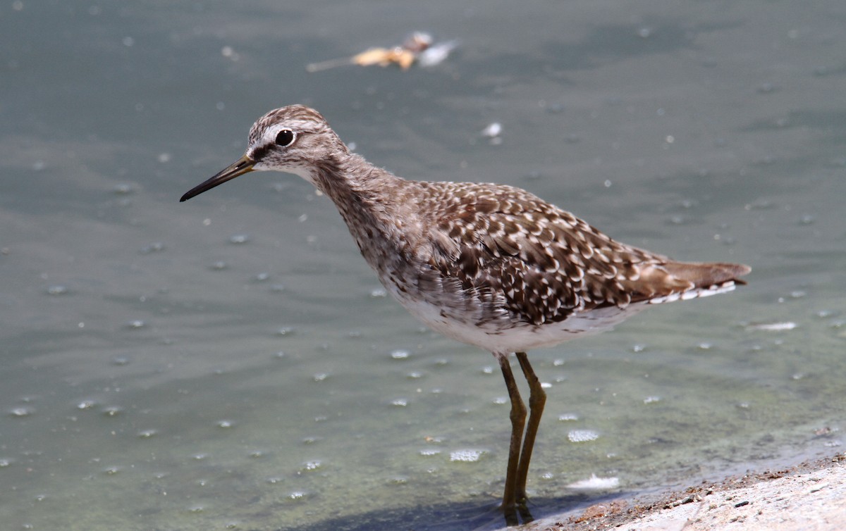 Wood Sandpiper - ML642061273