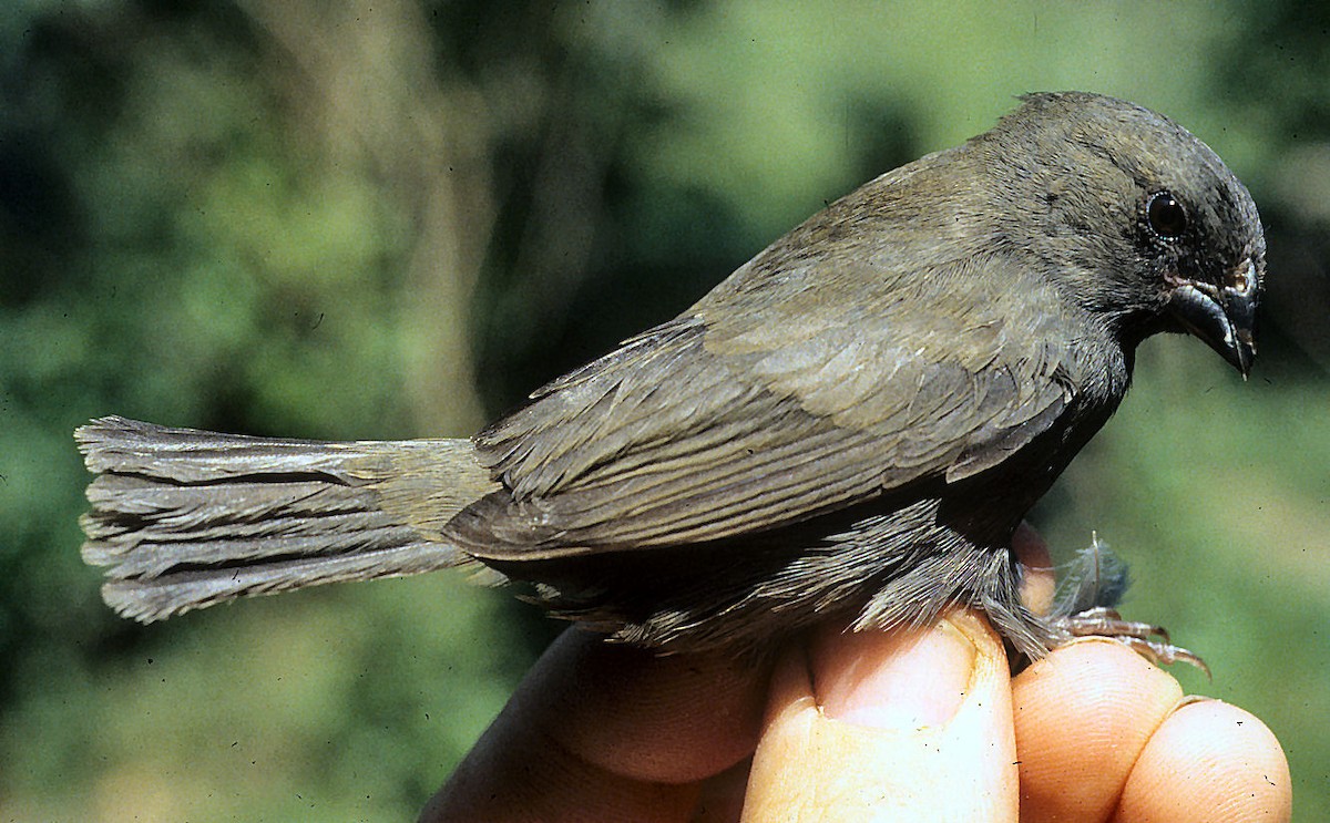 Sooty Grassquit - ML642061277