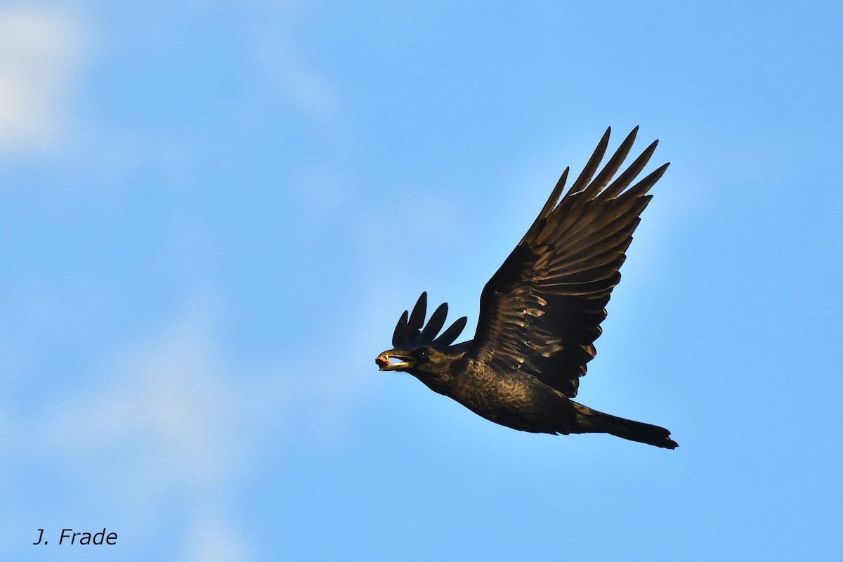 Common Raven - ML642061286