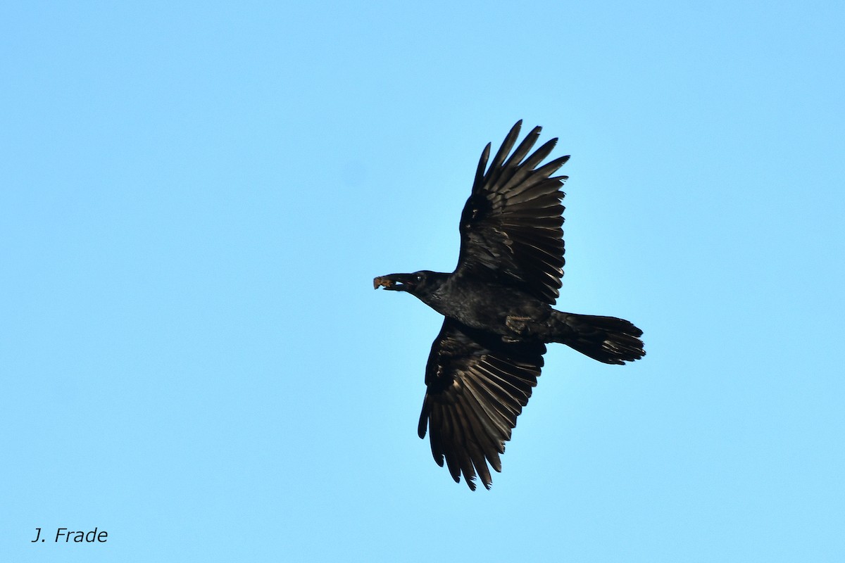 Common Raven - ML642061287