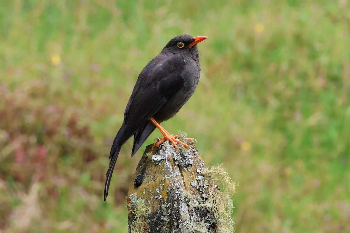 Great Thrush - ML642061289