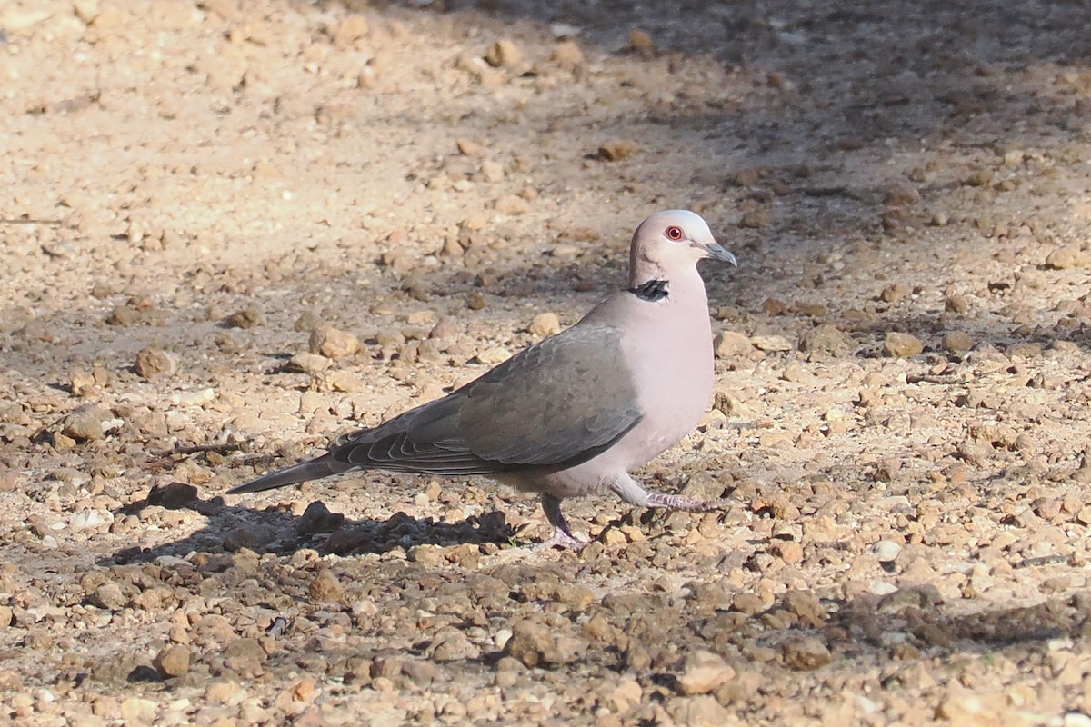 Red-eyed Dove - ML642061304