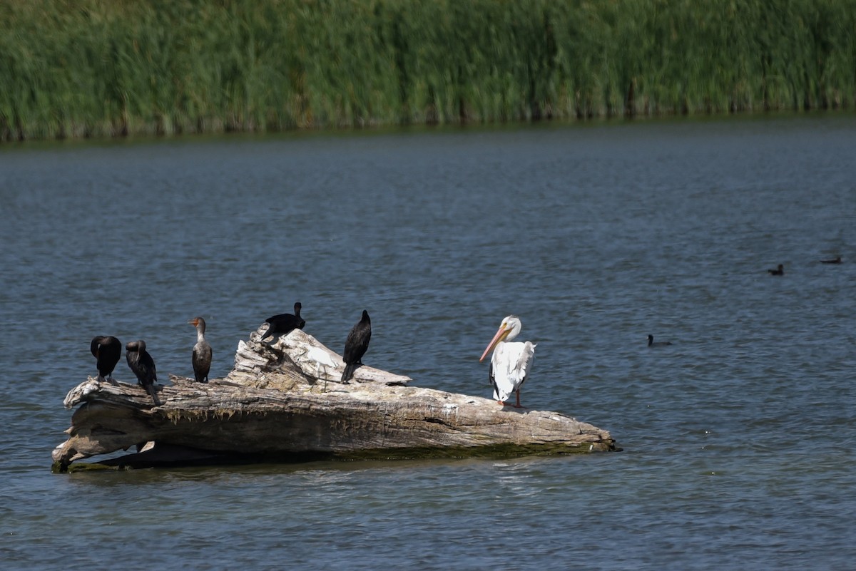 Double-crested Cormorant - ML642061305