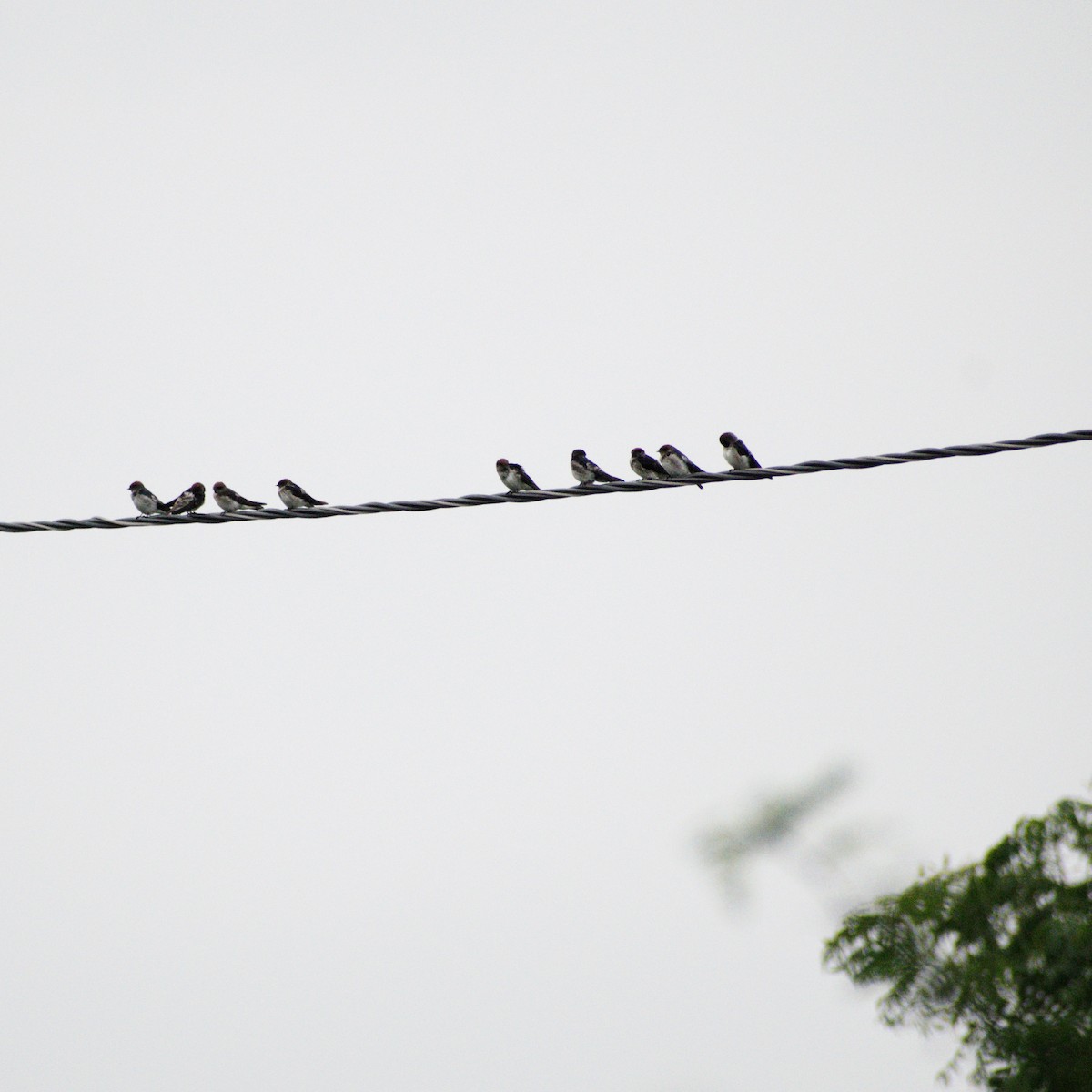 Streak-throated Swallow - ML642061306