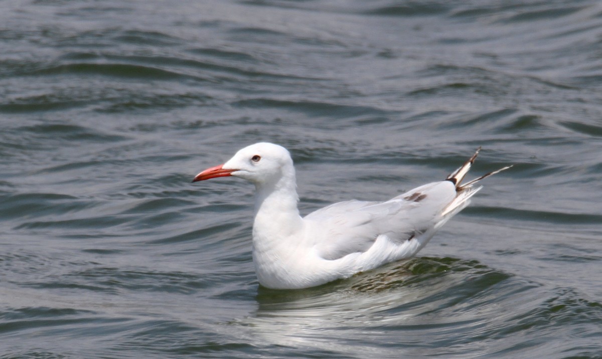 Slender-billed Gull - ML642061307